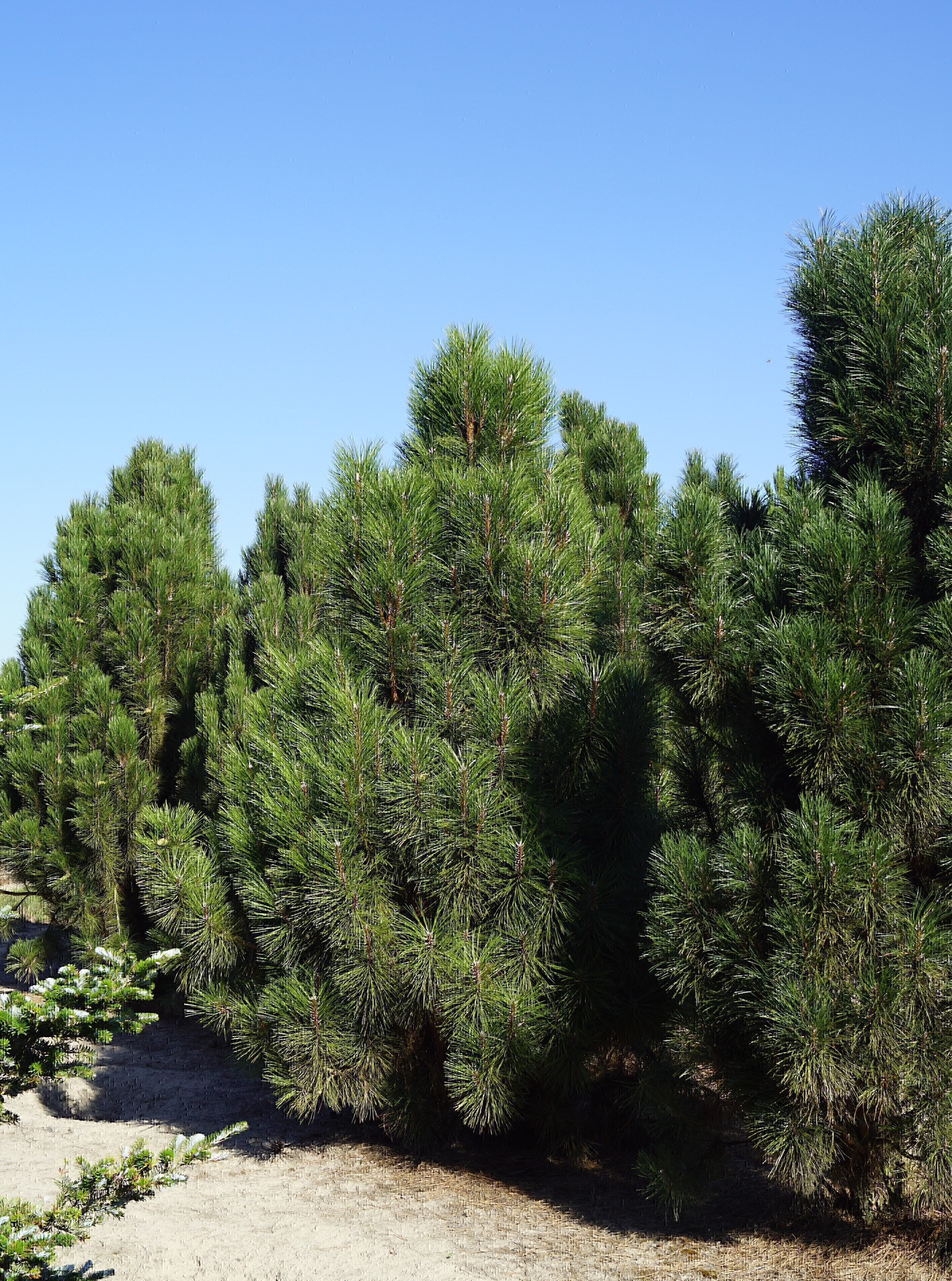 Pinus nigra 'Pyramidalis' (1)